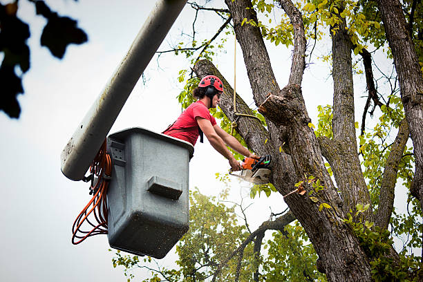 Best Tree Health Inspection  in Oxford, OH